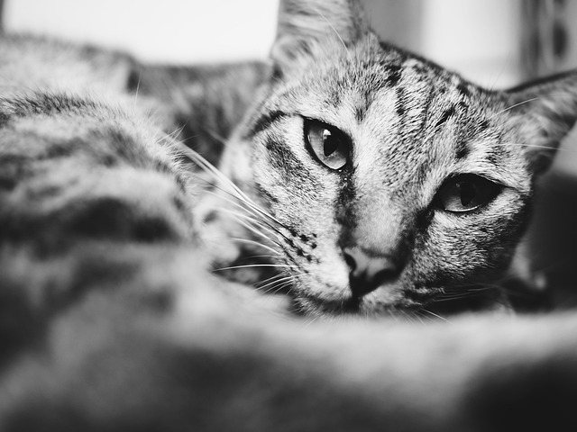 Gato, Animal, Mamífero