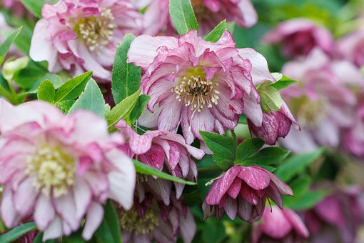 Nieswurz, Blume, Natur, Rosa, Winter