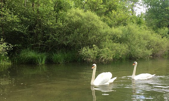 Zwaan, Vogel, Dauw Gieten