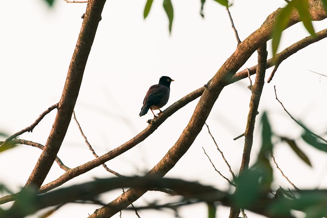 Vogel, Bäume, Geäst, Grün, Tier, Natur