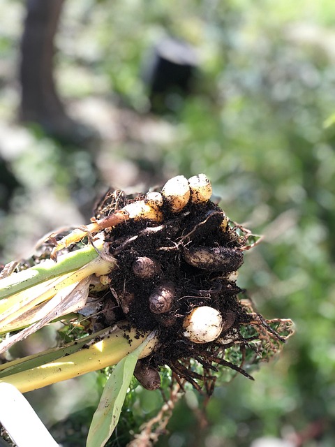 Free Harvest Turmeri photo and picture