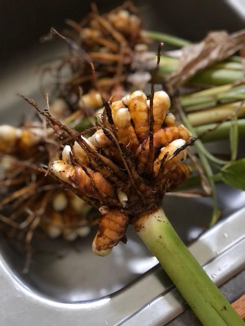 Free Turmeric Organic photo and picture
