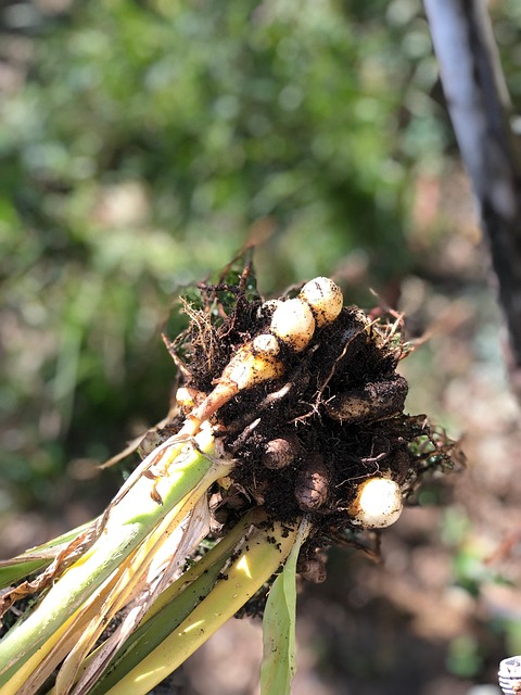 Free Turmeric Cooking photo and picture