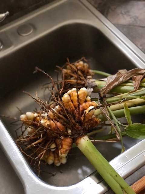 Free Turmeric Herbs photo and picture
