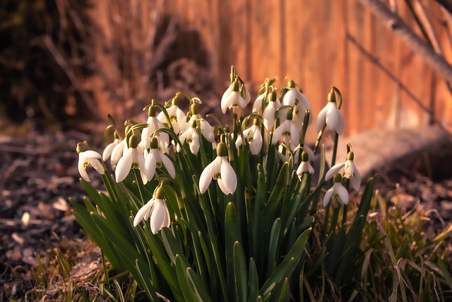 Free Snowdrops Spring photo and picture