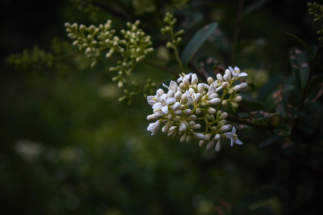 Free Flower Nature photo and picture