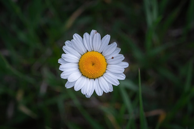 Free Flower Daisy photo and picture