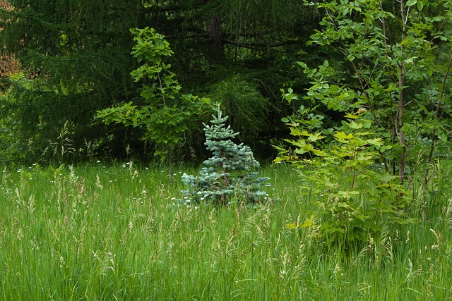 Free Meadow Nature photo and picture