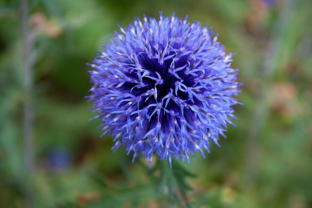 Free Blue Allium Allium photo and picture