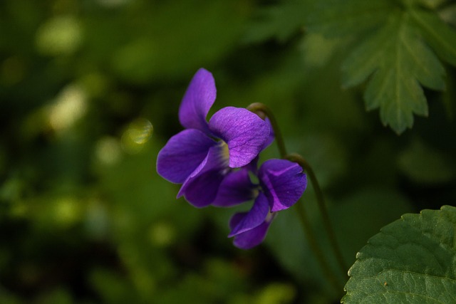 Free Flower Violet photo and picture