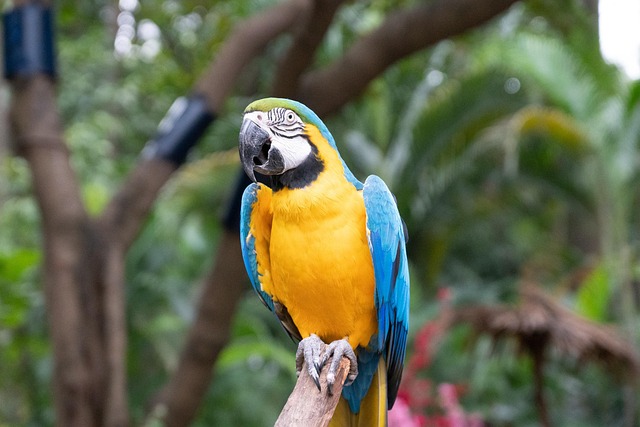 Free Bird Parrot photo and picture