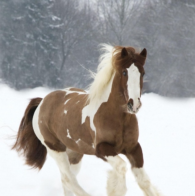 Chevaux Cheval Photo Gratuite Sur Pixabay Pixabay Chevaux Cheval Photo Gratuite Sur Pixabay Pixabay