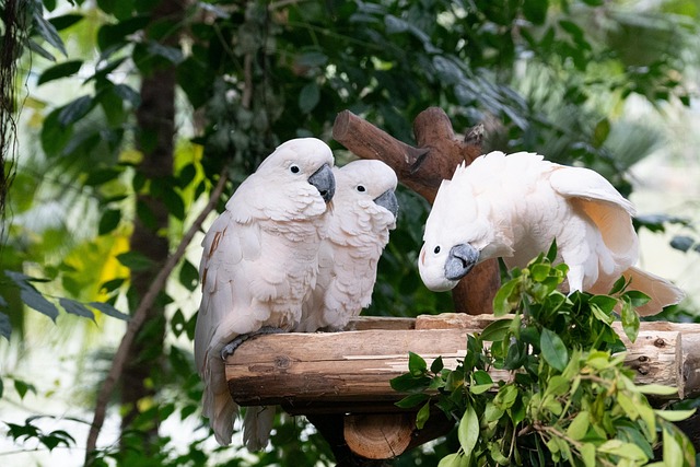 Free Birds Parrot photo and picture