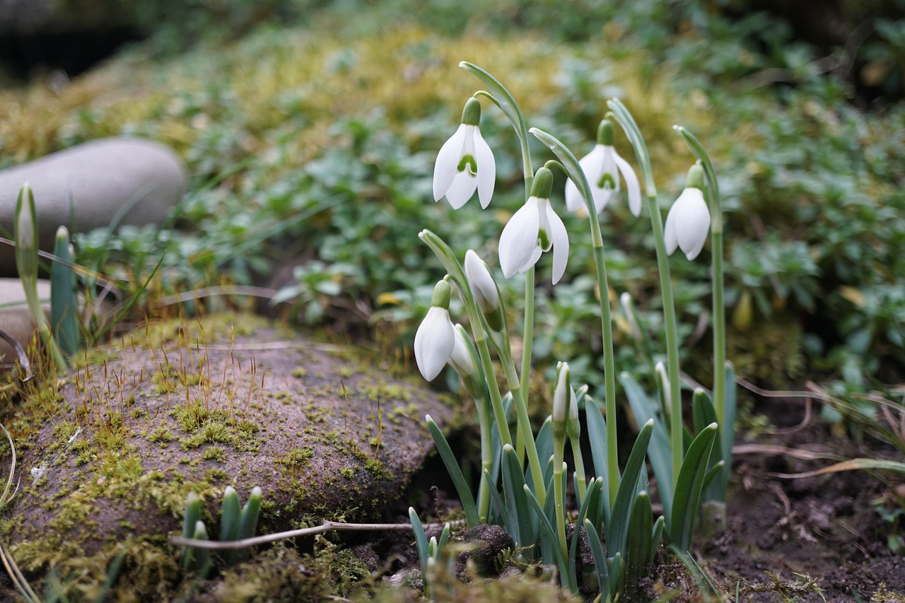 Snowdrop Flowers Spring Free photo on Pixabay Pixabay