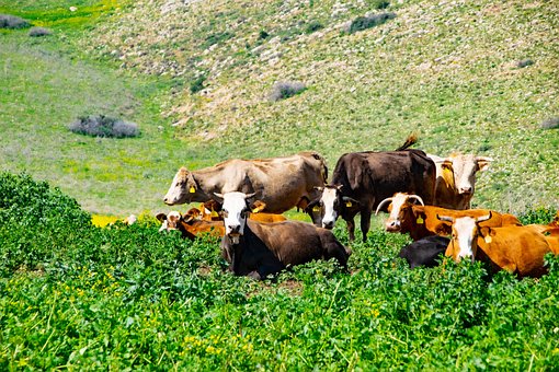Rindfleisch, Kuh, Weide, Stier, Berg
