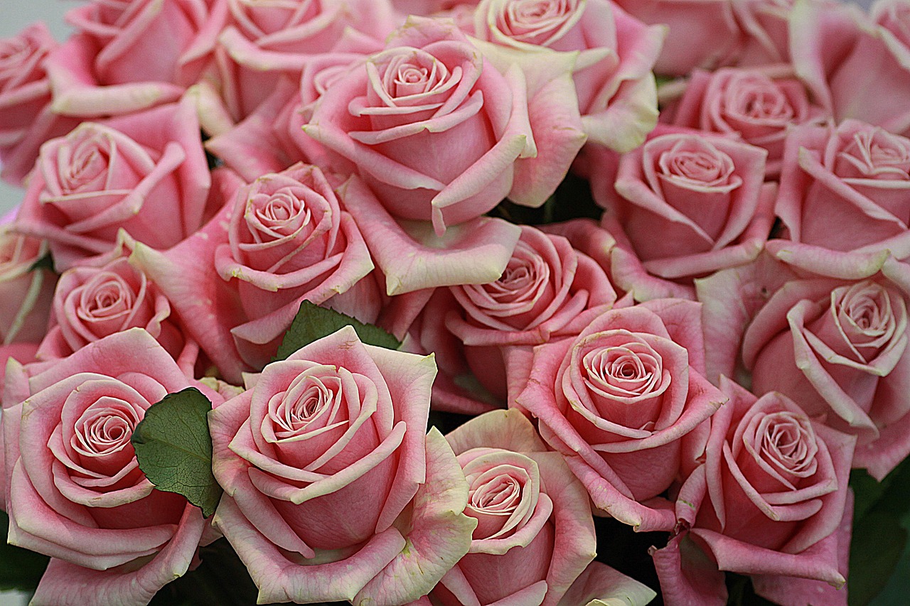 Rose Fleur Printemps - Photo gratuite sur Pixabay - Pixabay