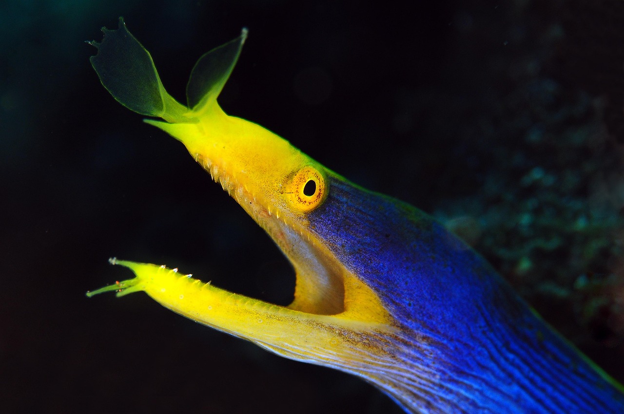 水下 鱼 水族馆 - Pixabay上的免费照片 - Pixabay
