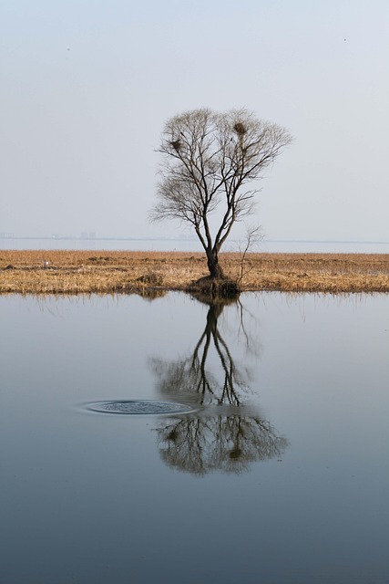 Free Dead Tree Spring photo and picture