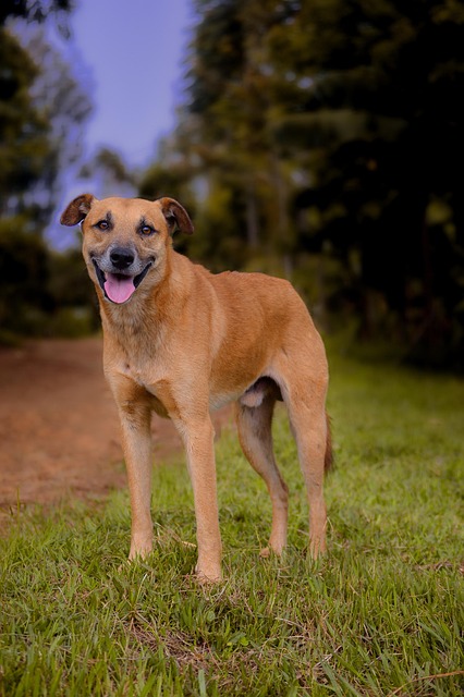 Free Dog Canine photo and picture