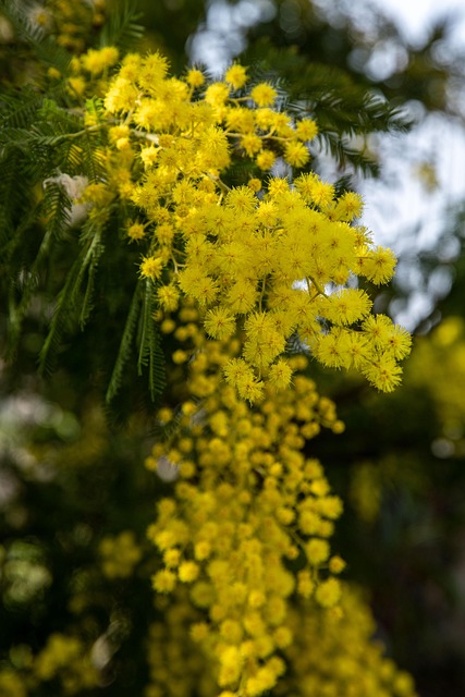Free Woman Mimosa photo and picture