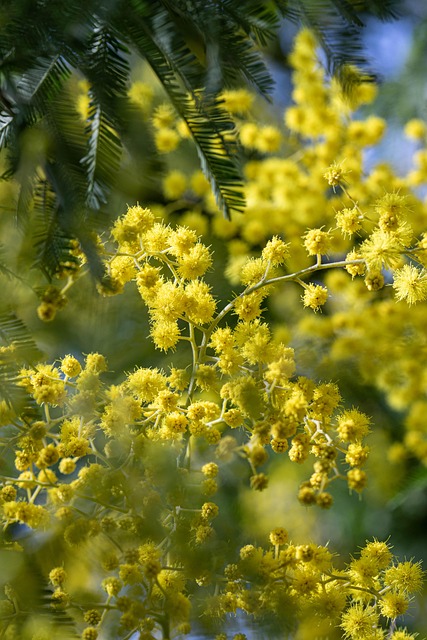Kvinde, Mimosa, Blomst, Spekulerer