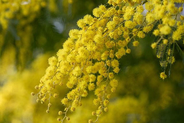 Free Woman Mimosa photo and picture