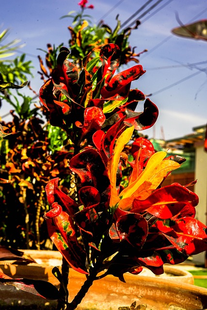 Alam Warna-Warni Bunga - Foto gratis di Pixabay - Pixabay
