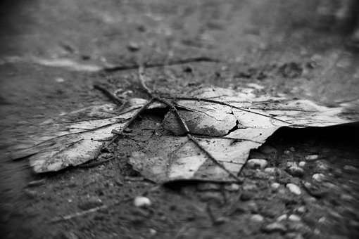 Free Nature Autumn photo and picture