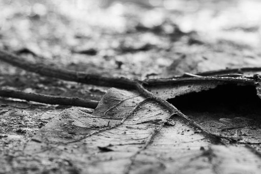 Free Nature Autumn photo and picture