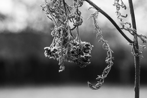 Free Nature Autumn photo and picture
