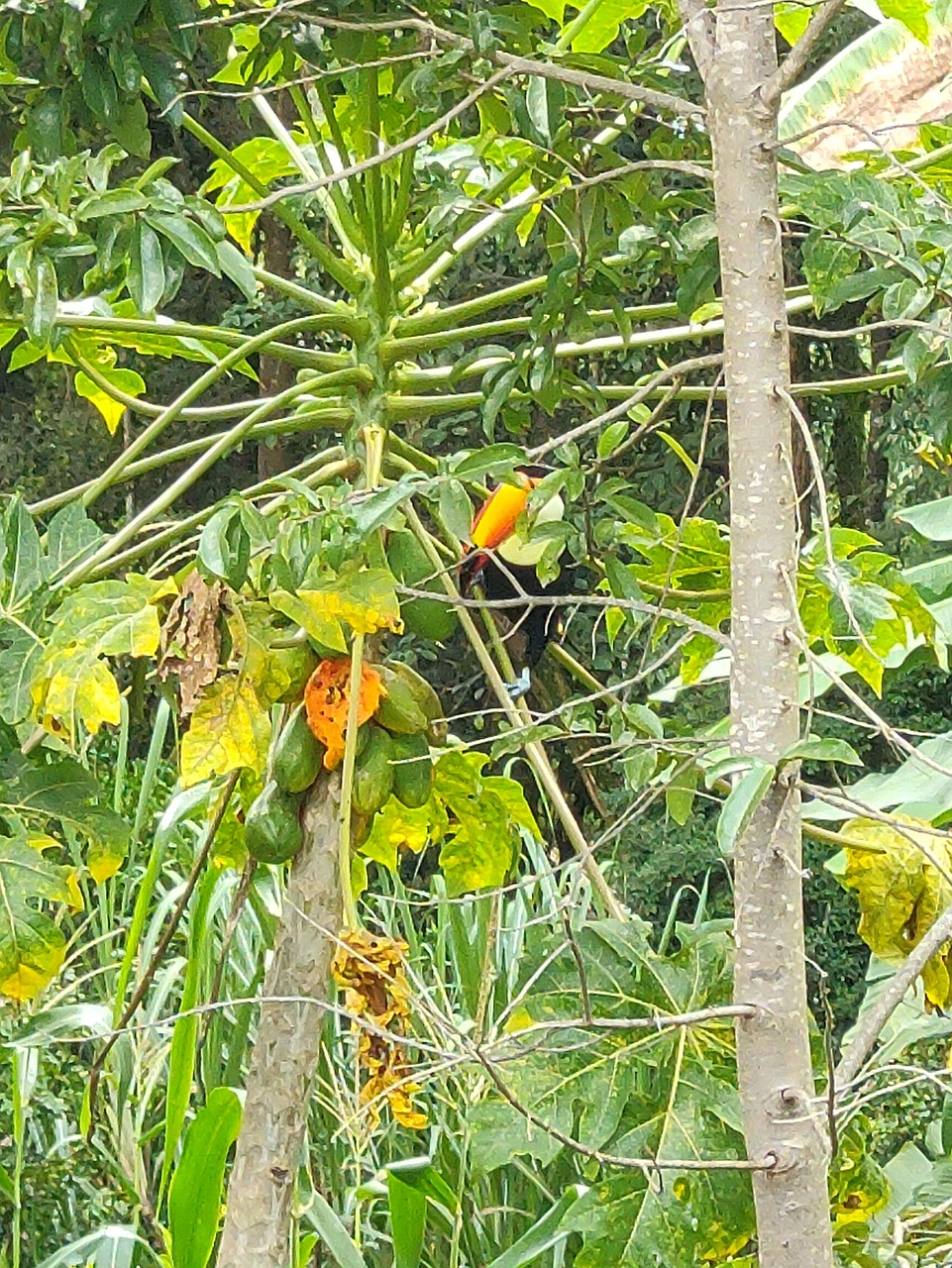 Toucan Bird Free Photo On Pixabay Pixabay Toucan Bird Free Photo On Pixabay Pixabay