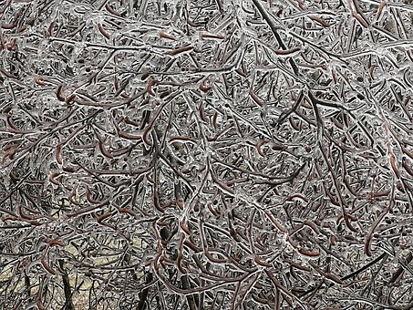 Free Ice Branches photo and picture