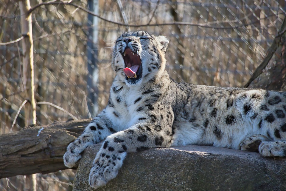 Snow Leopard Big Cat Predator Free photo on Pixabay