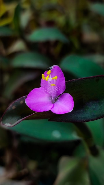 Free Flower Purple Flower photo and picture