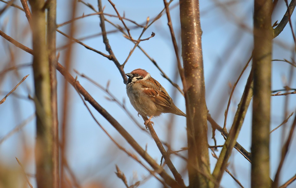 Sparrow House Bird Free Photo On Pixabay