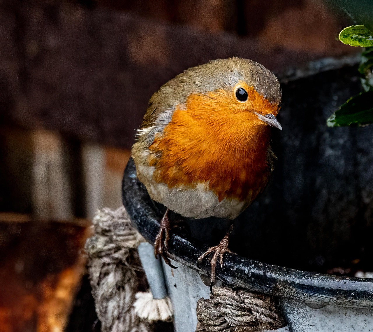 Bird - free online jigsaw puzzle photo