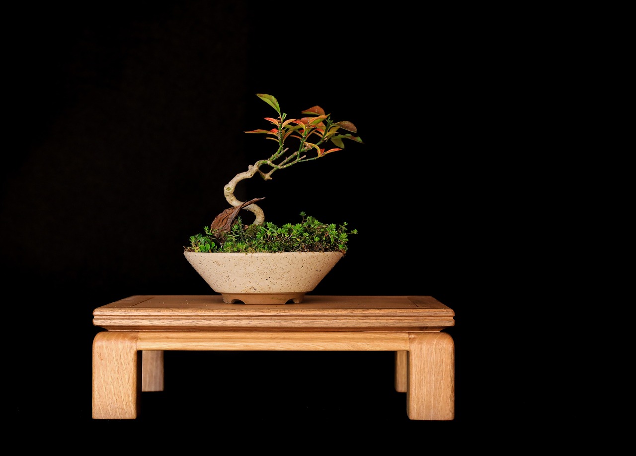cura del bonsai ginseng Bonsai Ficus Ginseng in Vaso Artigianale Giardini di Giulia  i Giardini di  Giulia
