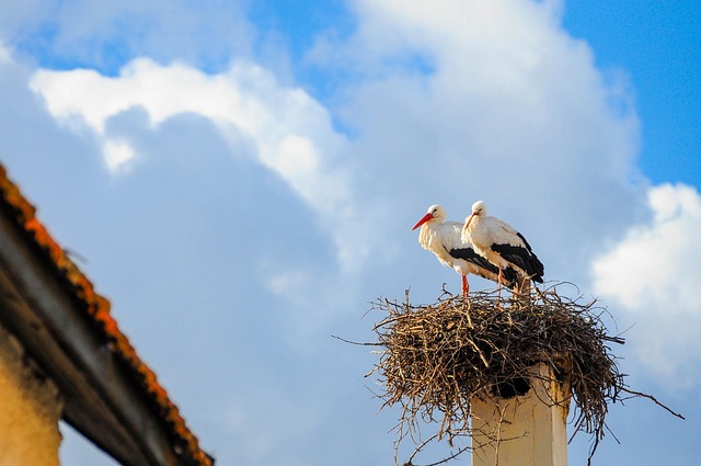 Free Stork Birds photo and picture