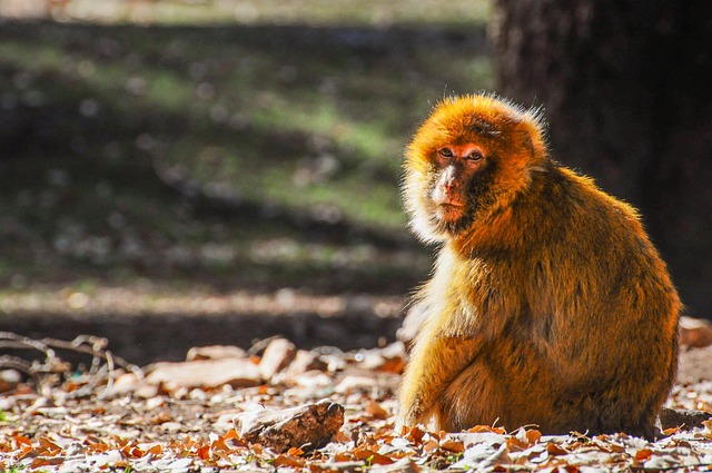 Free Monkey Primate photo and picture