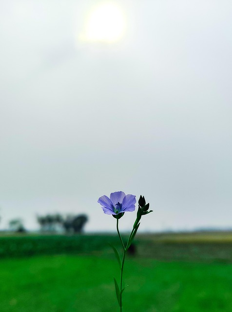Linho, Linhaça, Flor, Natureza, Planta