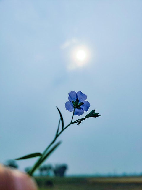 Linho, Flor, Planta, Flor-Azul, Pétalas
