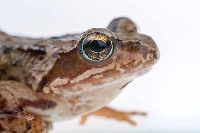 Free Frog Common Frog photo and picture