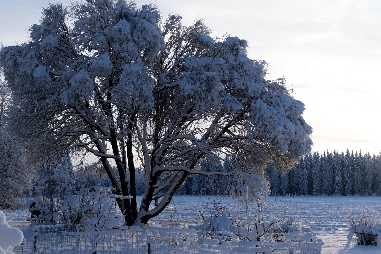 木 雪 冬 - Pixabayの無料写真 - Pixabay