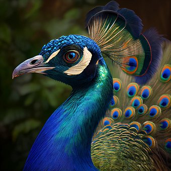 Vogel, Pfau, Federn, Exotisch, Schönheit