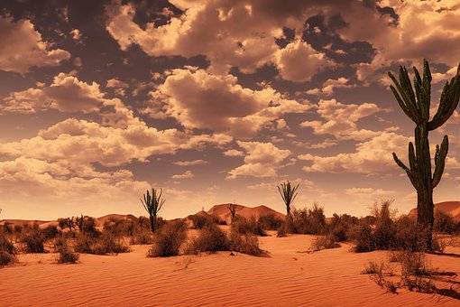 Deserto, Céu, Natureza, Panorama, Cacto