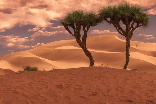 Céu, Panorama, Natureza, Deserto, Cacto