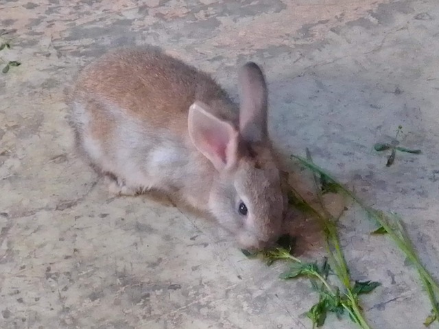 Rabit Animal - Free photo on Pixabay - Pixabay