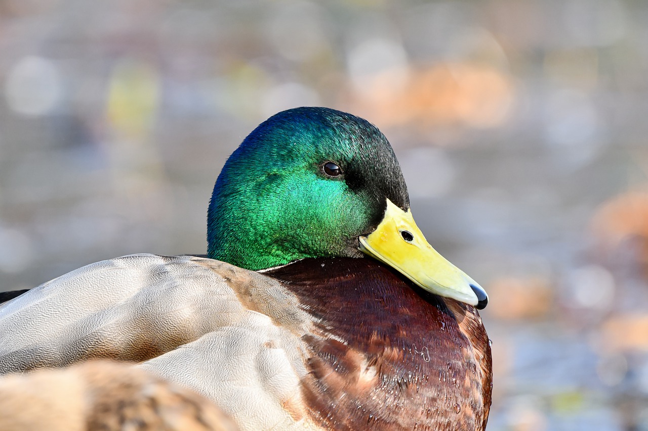 Bird Duck Mallard - Free photo on Pixabay - Pixabay