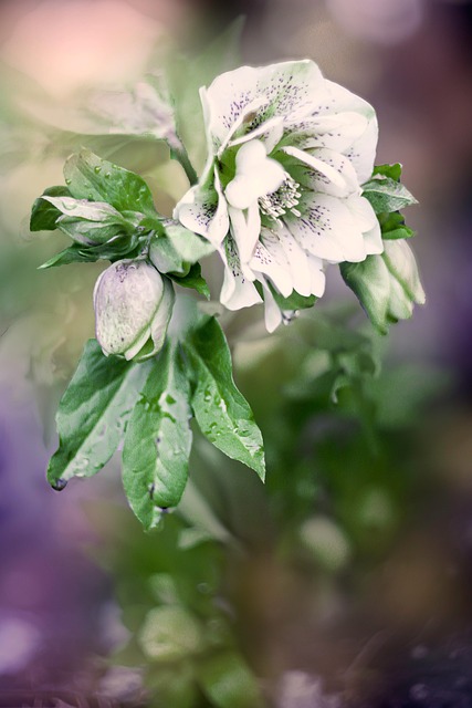 Flower Hellebore White - Free photo on Pixabay
