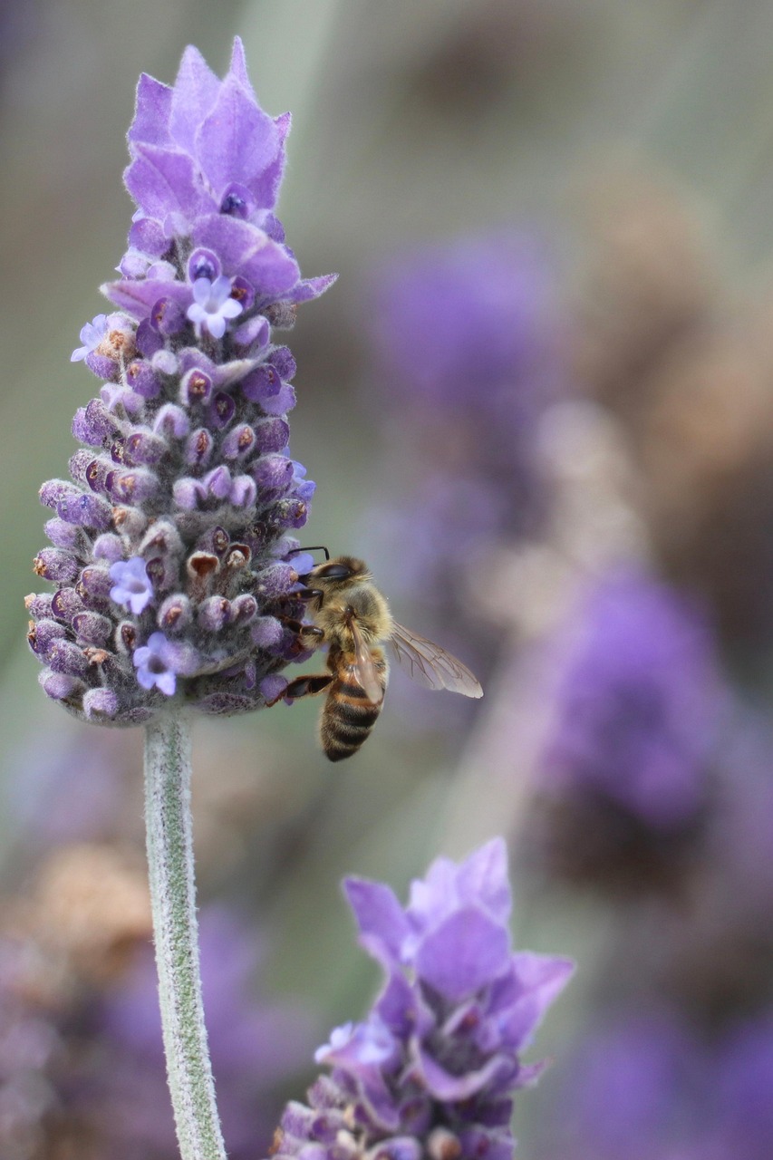 Lavender Insect Lavender Honeybee Pollination - Free photo on Pixabay